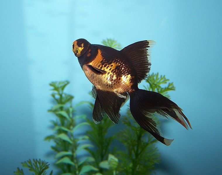 GuideAquarium's tweet photo. Blackmoor goldfish known by their scientific name, the carassius auratus, the black moor or #BlackmoorGoldfish are a peaceful species of fish that originated from China, https://t.co/nSwm0dYqUl https://t.co/WFhPGGfcwH