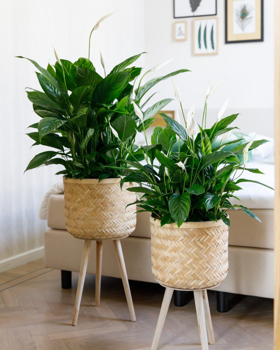 voortpotplanten's tweet photo. Oktober is Air So Pure maand! Koop deze maand je Air So Pure plant bij de bloemist of tuincentrum. 

De Spathiphyllum is een sterk luchtzuiverende plant die in elke ruimte van het huis of kantoor past. Zorg voor een gezonde binnenruimte. 

#Luchtzuiverend #AirSoPure #Voortplants https://t.co/UYgIZ7HlwB