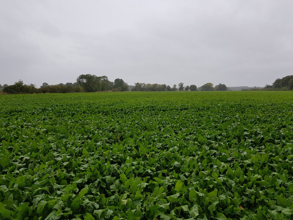 Happy Lincolnshire Day to all our growers, colleagues and followers across the county! Here is some Lincolnshire #sugarbeet enjoying some welcome rain now that it feels more like autumn! #LincolnshireDay