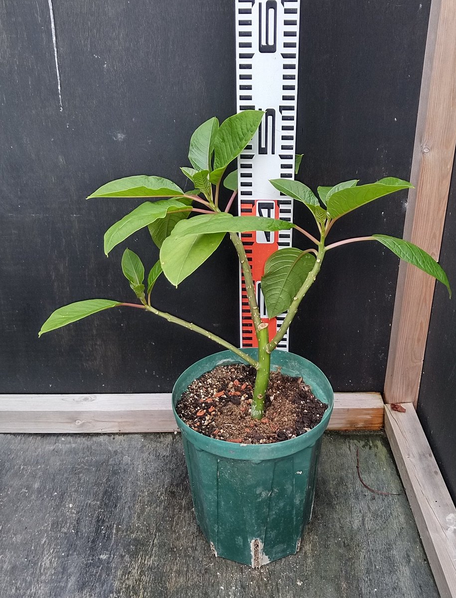 ユニークグリーン ユニークな植物の生産者 この鉢のままでしばらく管理できます 来年大きな鉢に植え替えたり 広いスペースに 地植えし巨大化させたり コンパクトに塊根仕立ての素材となったり 色々な形に化けることのできるサイズ感になります 栽培