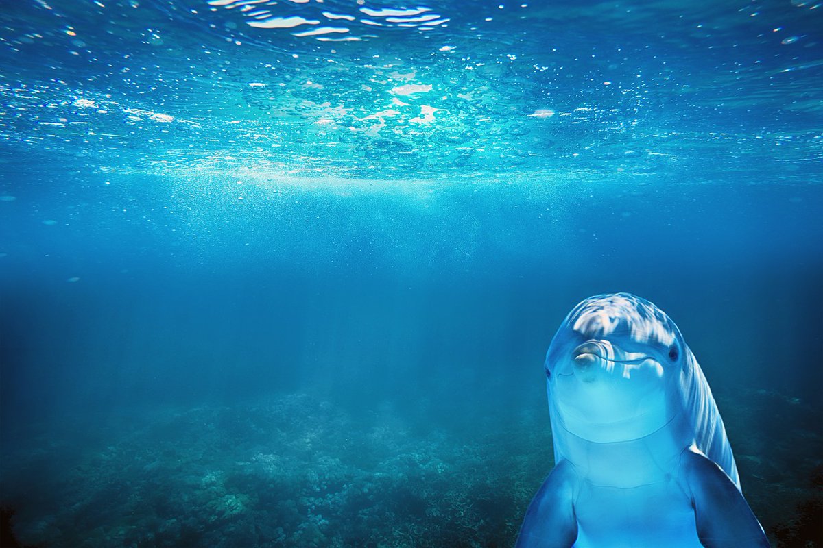 PETAUK's tweet photo. RT if you agree that dolphins belong in oceans 🌊
#seaworldsucks https://t.co/80nHCVKuWi
