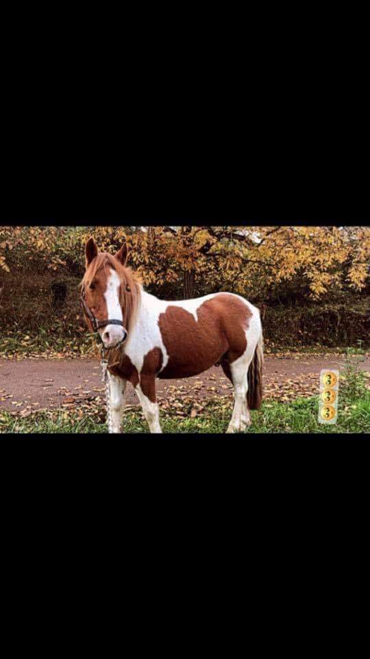 Poneys4Saisons's tweet photo. 🎃 Bonjour tout le monde ! 🎃

Poneys des 4 saisons est en plein recrutement 
Sur le centre : 
🐴 équitation 
🥕 potager 
🐏 ferme 
🏊🏽‍♀️ piscine couverte 
🪚 menuiserie 
🤹🏼‍♀️ https://t.co/WzGTRxgEXD