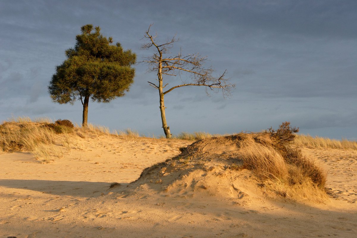 Zondag 3 oktober organiseert <a href="/staatsbosbeheer/">Staatsbosbeheer</a> in het kader van de #WeekTegenEenzaamheid een Ontmoetingswandeling in het #DrentsFrieseWold. Ontmoeting en verbinding staan centraal. Je hebt gemeen dat je houdt van wandelen en natuur. #komerbij!
staatsbosbeheer.nl/activiteiten/d…