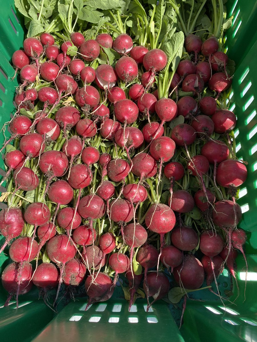 HMESOutdoorEd's tweet image. Harvested over 30# of produce from our garden t pray to go home with our backpack program tomorrow! @HollinMeadowsES @PTAHMES @HmesPartnership