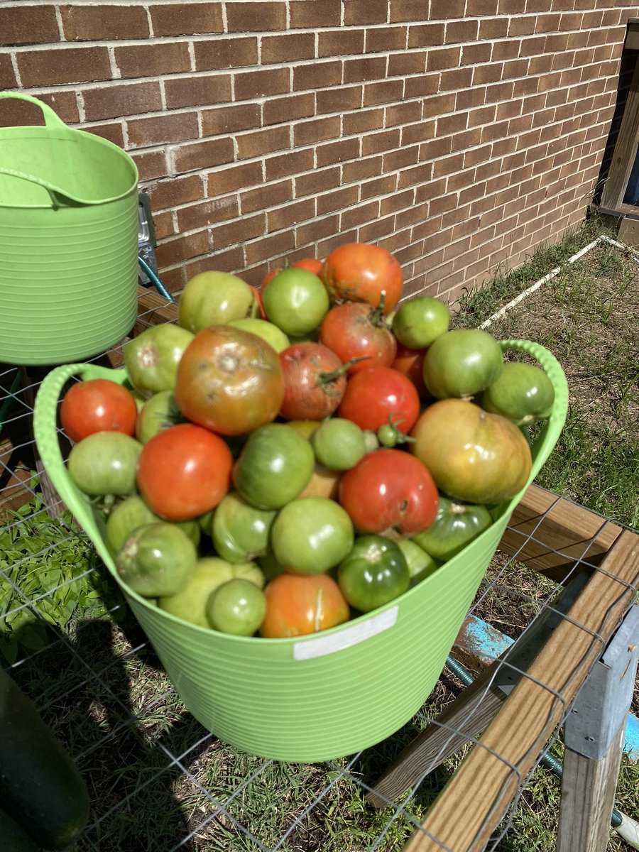 HMESOutdoorEd's tweet image. Harvested over 30# of produce from our garden t pray to go home with our backpack program tomorrow! @HollinMeadowsES @PTAHMES @HmesPartnership