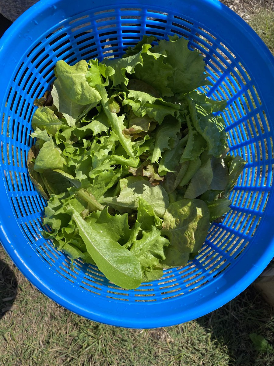 HMESOutdoorEd's tweet image. Harvested over 30# of produce from our garden t pray to go home with our backpack program tomorrow! @HollinMeadowsES @PTAHMES @HmesPartnership