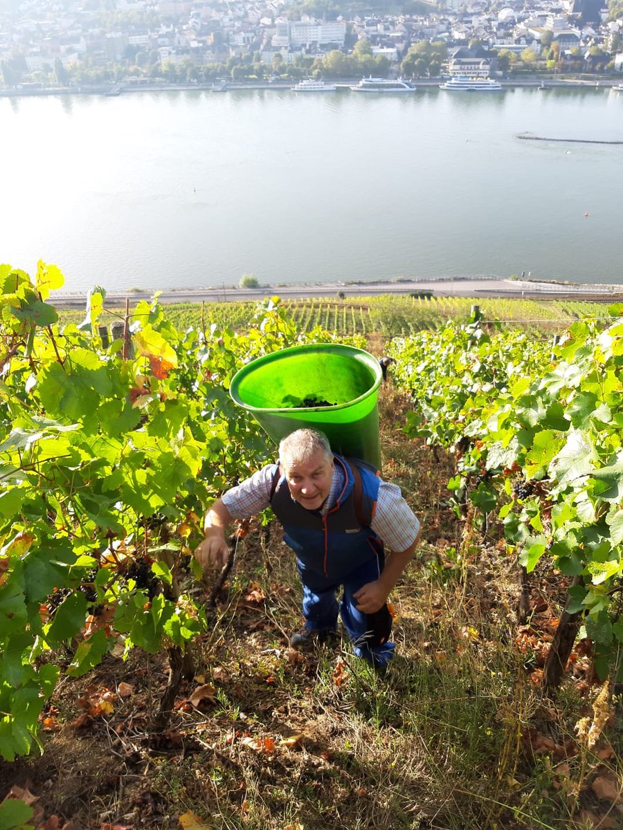 Heute kommen die Trauben aus dem Weinberg. Die Weinlese unseres 66Grad 2021 hat begonnen. Alles Handarbeit im Steilhang. #Weinlese #Rotwein #Spätburgunder #Rheingau #Weinliebe #Wine #winelover #winery