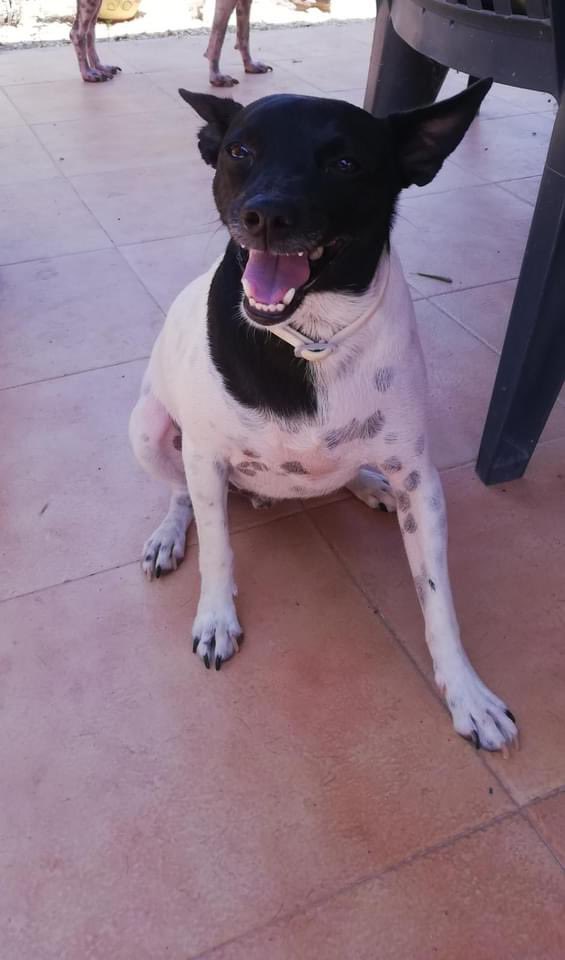 The Company of Dogs tweet media