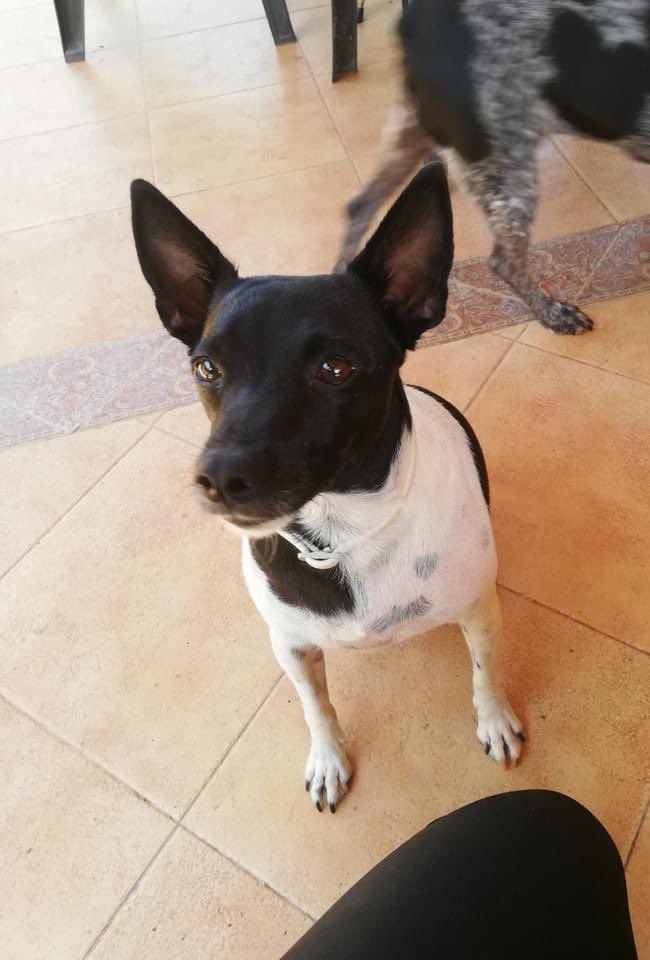 The Company of Dogs tweet media