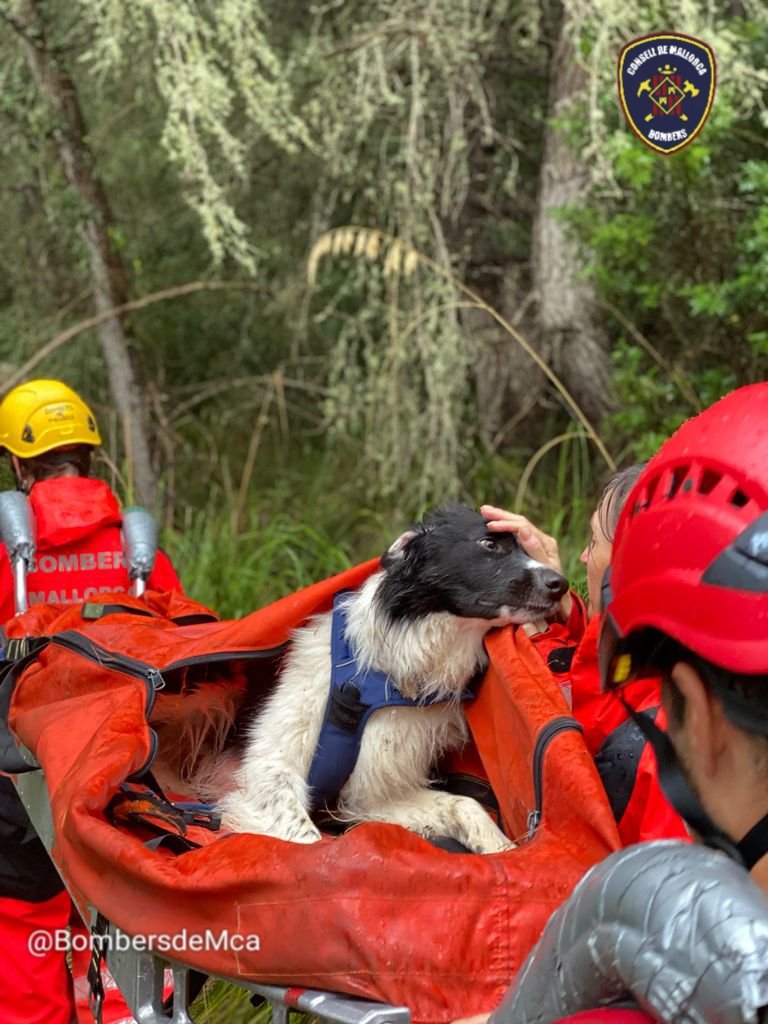 BombersdeMca's tweet photo. Ca ferit a una pota que no podia caminar, al Castellet d' Esporles. Porteig fins a Son Tries i cap al veterinari. https://t.co/vkN3eXoGqn