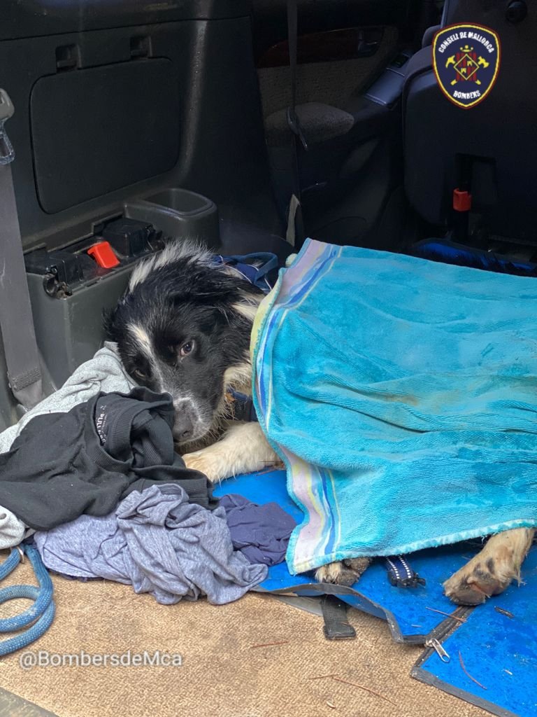 BombersdeMca's tweet photo. Ca ferit a una pota que no podia caminar, al Castellet d' Esporles. Porteig fins a Son Tries i cap al veterinari. https://t.co/vkN3eXoGqn