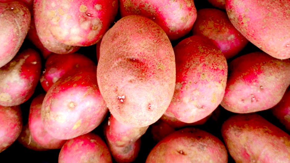 With Irish potato purchases reaching the highest level in five years, up 17% since 2017, the tuber continues to play an important part in our diet.😋🥔🇮🇪

#NationalPotatoDay is an opportunity to celebrate Irish growers, who harvested just under 300,000 tonnes of potatoes in 2020.