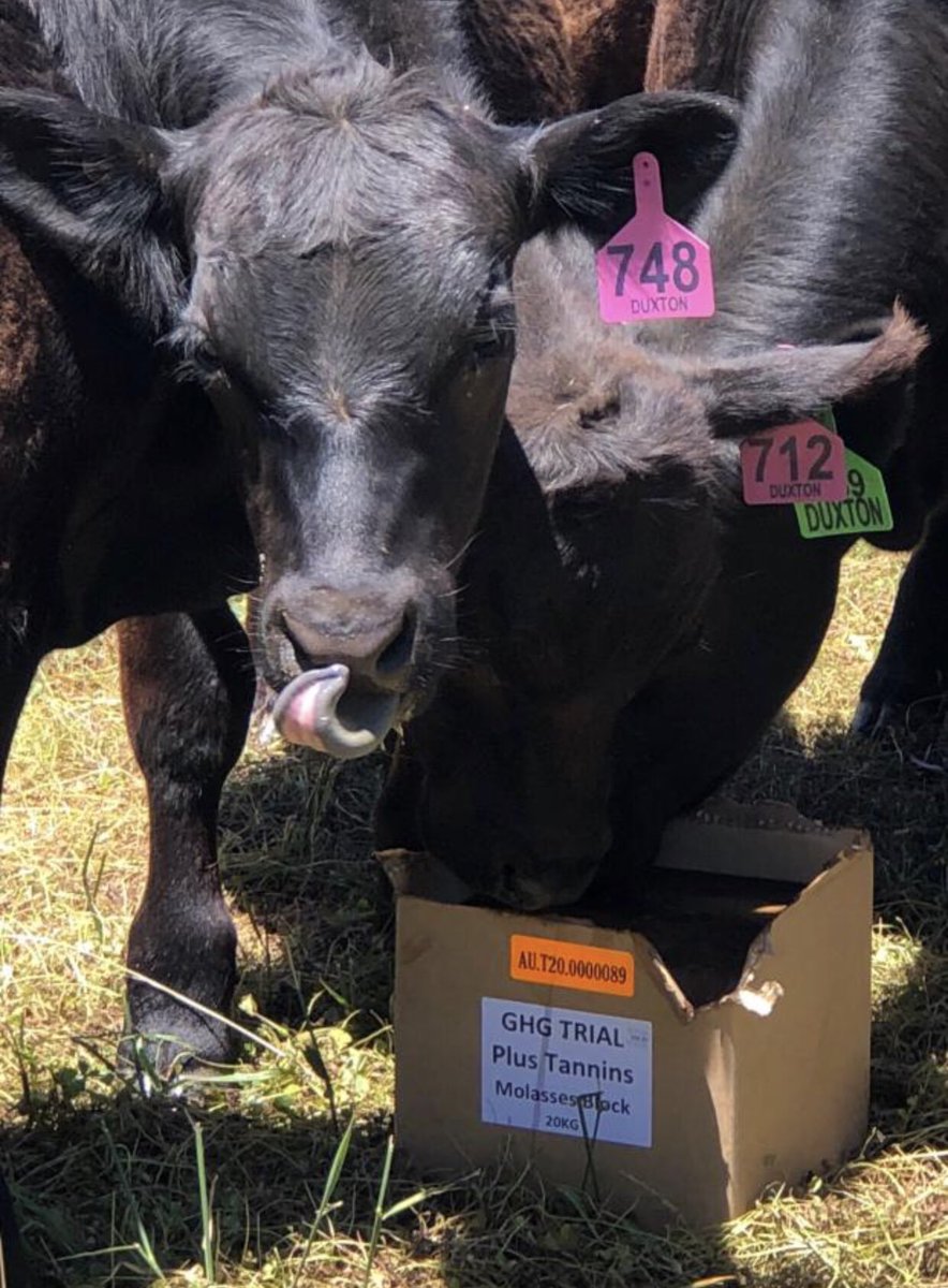 Chickolsson's tweet photo. New Aussie rumen tech for reducing methane in pasture fed cattle. 
https://t.co/O8kB9urw93 #GHG #methane #carbonneutral #netzeroemissions #beefisbest #aussietech #planetfriendly @troysetter @hugh_killen @redmeatcouncil @D_LittleproudMP https://t.co/zXABB0B75B