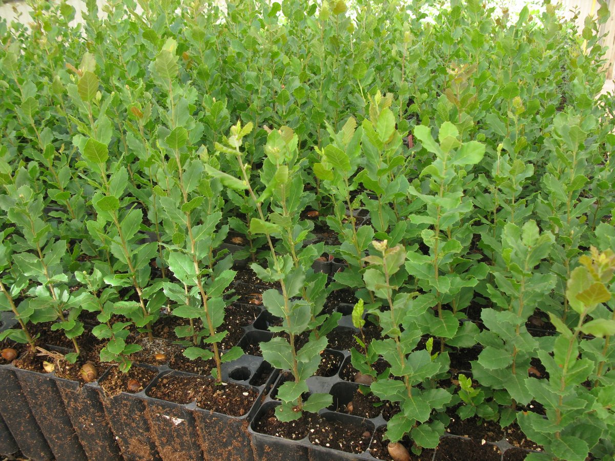 GVAcief's tweet photo. 📢 Hui s'obre el termini de sol·licitud de plantes gratuïtes per a fer plantacions amb motiu de la celebració del Dia de l'Arbre 2022. Disponible per a persones físiques o jurídiques, públiques o privades, prèvia consulta amb l'#AgentMediambiental.
📝https://t.co/cqlj4SiCRu https://t.co/dTRXBKQaDx