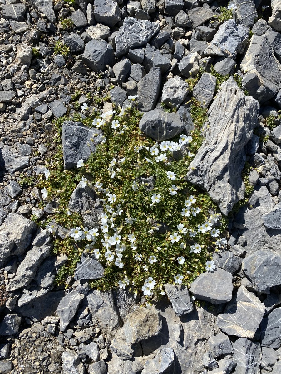 themullerfiles's tweet photo. Angel wing reflections & flower details in the Swiss Alps.
#lenksimmental #swissmountains #naturephotography #bergliebe #swisshiddengems https://t.co/XeDWRzO0Jg