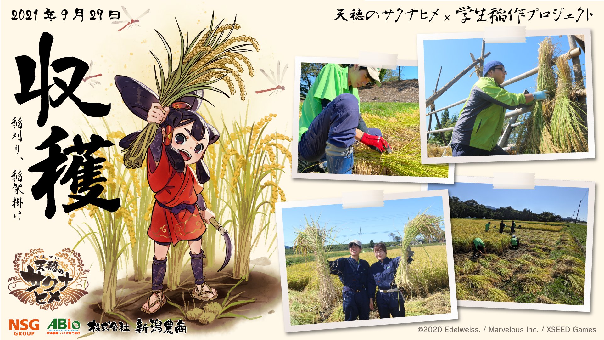 Abio新潟農業 バイオ専門学校 天穂 てんすい のサクナヒメ 学生稲作 プロジェクト生育日記 9月27日 秋晴れの下で稲刈りを実施しました 鎌を使っての手刈りです 今回もイラストレーターの村山竜大さんにイラストを描いていただきました サクナヒメ