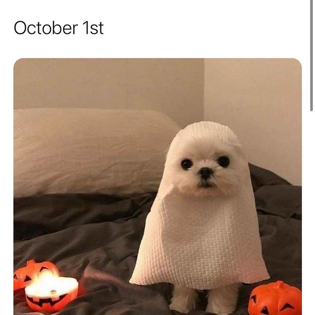OfficialPLT's tweet photo. Happy October 1st 👻 https://t.co/qY7rBDwpcH