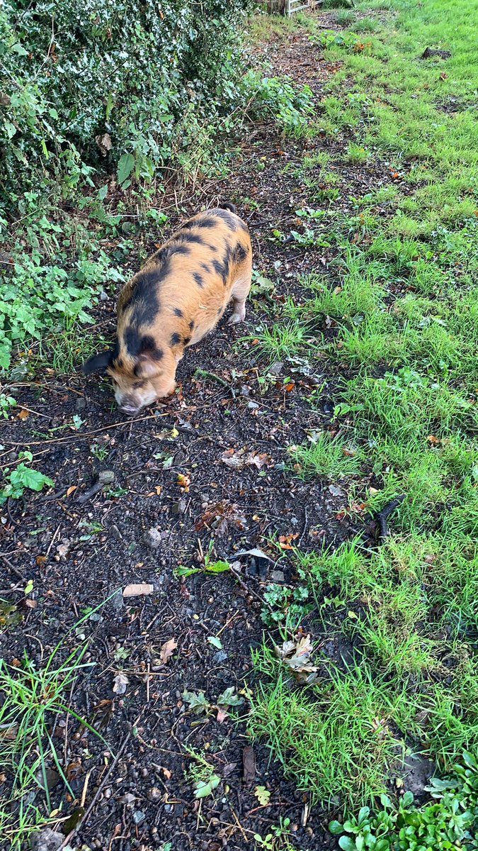 Pigs enjoying a little walk for a bit of acorn forging…