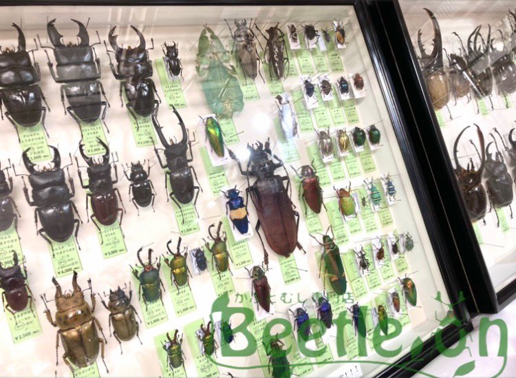 Beetle on（ビートロン）東京店 標本販売事業部 (@beetleondriedsp) / Posts / X