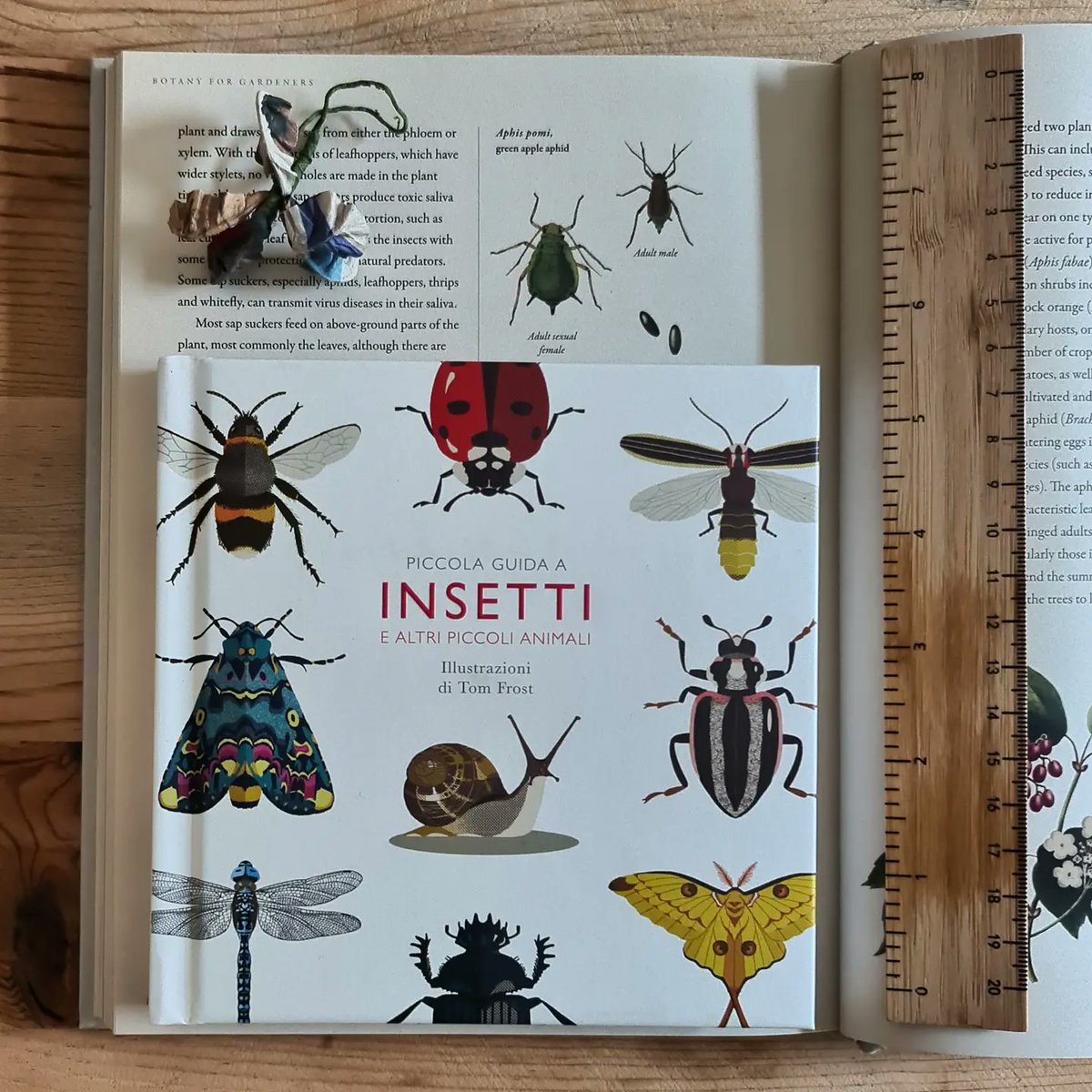 afilorefe's tweet photo. Giorno #1 / #booktober21 / @frizzifrizzi 
.
"Piccola guida a insetti e altri piccoli animali": dalla tarantola dalle ginocchia bianche allo scarabeo rinoceronte, ce n'è davvero per tutti i gusti.
.
https://t.co/RjjupstIAo
.
#frizzifrizzi #insetti #libriperbambini #1ottobre https://t.co/GhhO4kYrgn