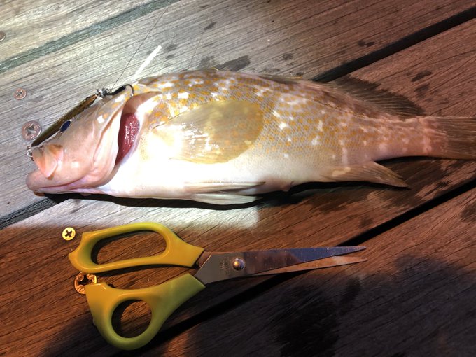 やべーぞキジハタだ! 