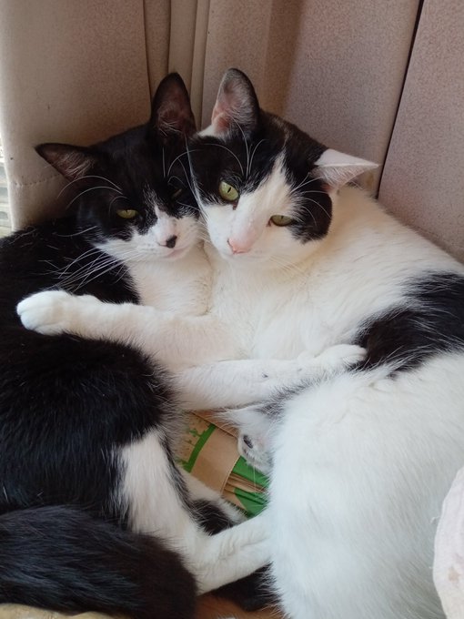 今月で2歳になるねこちゃん!
おっきくなったね!!ずっと仲良し!! 