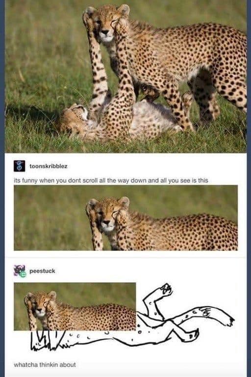 WholesomeMemes (@wholesomememe) on Twitter photo 