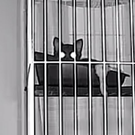 久々に1人飲みしてるけど
家に帰れば猫がいるのでまったく寂しくないのすごいわ 