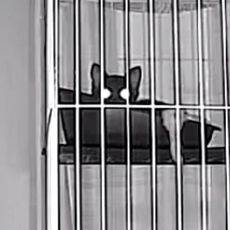 久々に1人飲みしてるけど
家に帰れば猫がいるのでまったく寂しくないのすごいわ 