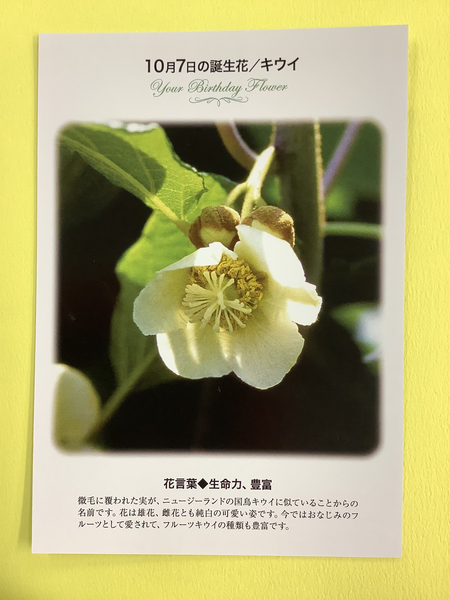 紀伊國屋書店 梅田本店 誕生花ポストカード 10 7の 誕生花 は キウイ 微毛に覆われた実が ニュージーランドの国鳥キウイに似ていることからの名前です 花は雄花 雌花とも純白の可愛い姿です 花言葉 は 生命力 豊富 只今文具売り場にて