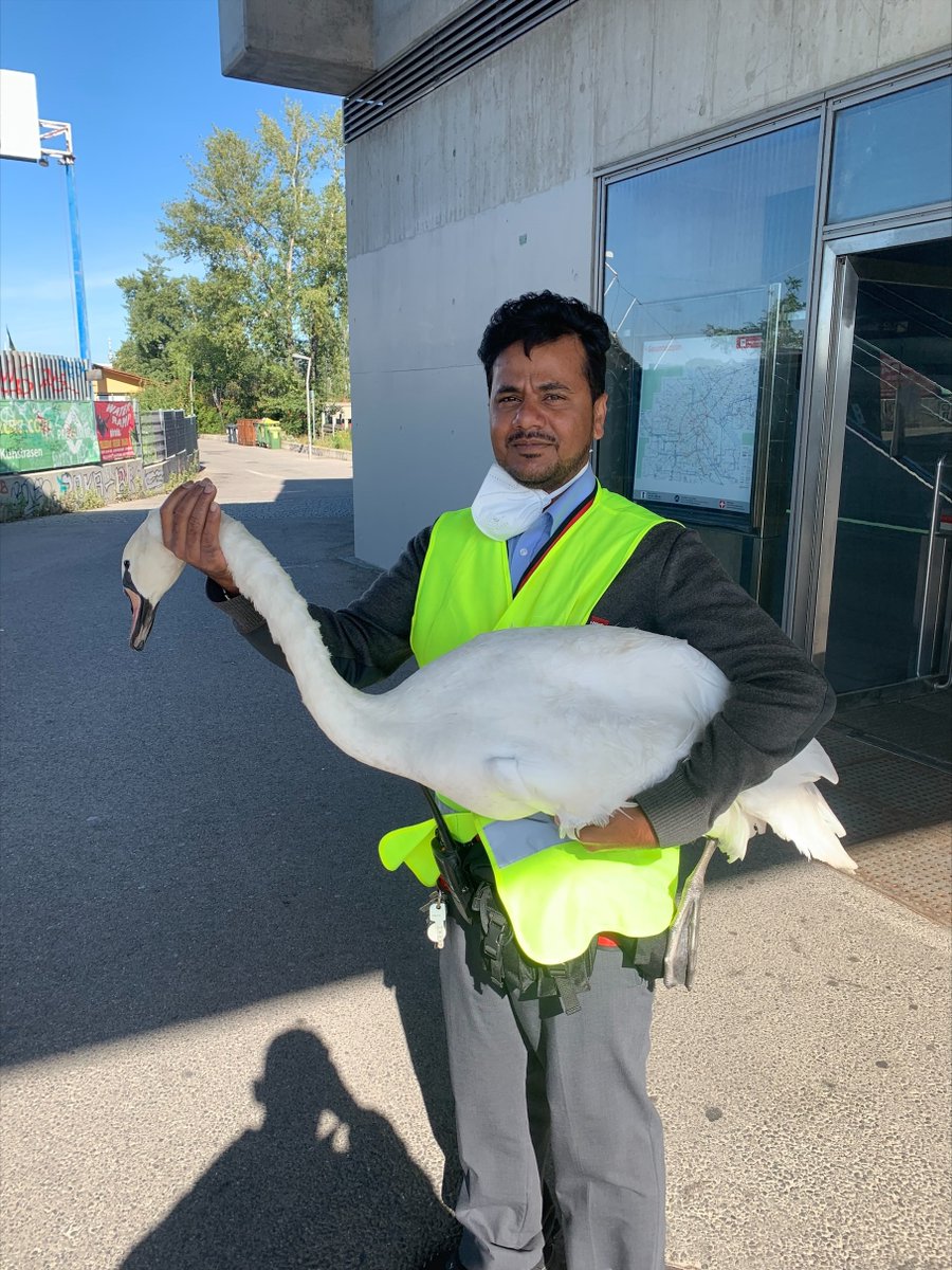 Kollege Santhos, der mit dem Schwan tanzt 🕺 Er und unser Fahrer Patrick sind die Helden der Stunde! #24hWien
