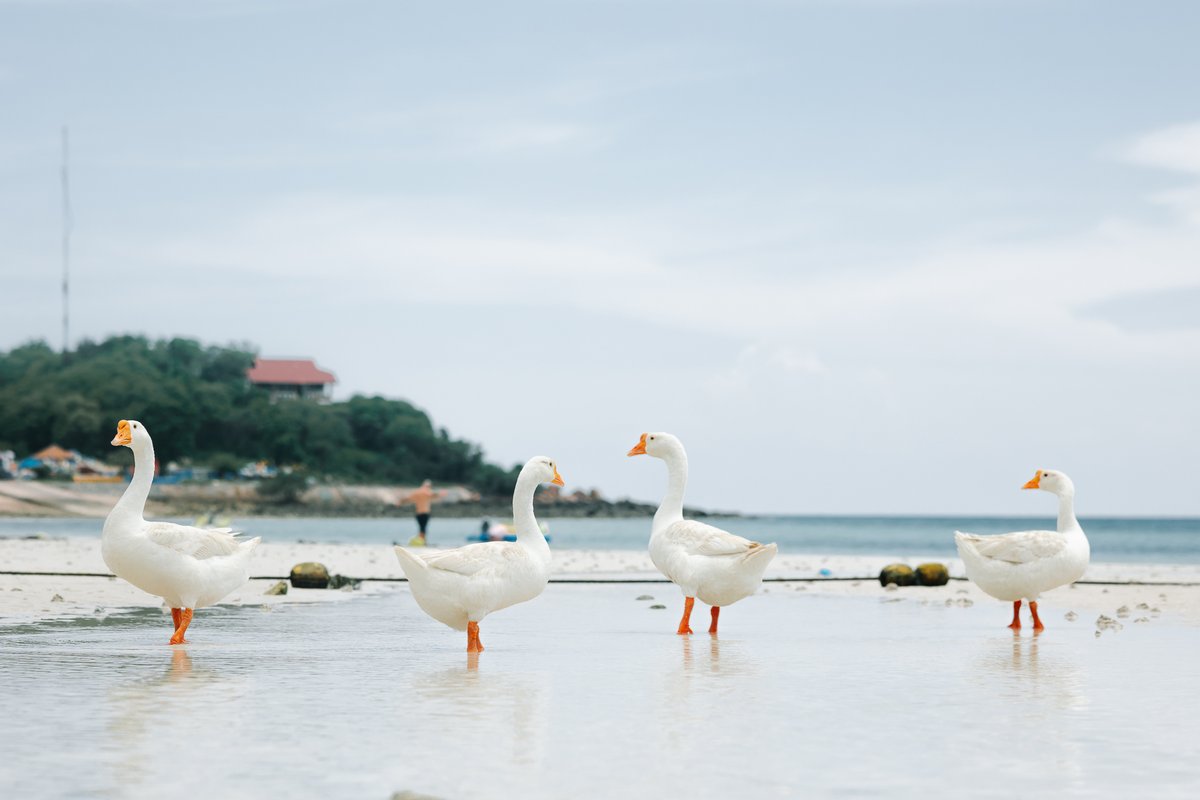 PAOSHINODAPIXS's tweet photo. Goose Goose Goose Goose🦢🦢
#Goose #animals #NaturePhotography #nature #sea #Thailand  #wildlifephotography #animal #love #honkers #outdoors #paoshinodapixs  #gosling #cute https://t.co/UYsITrJz2H