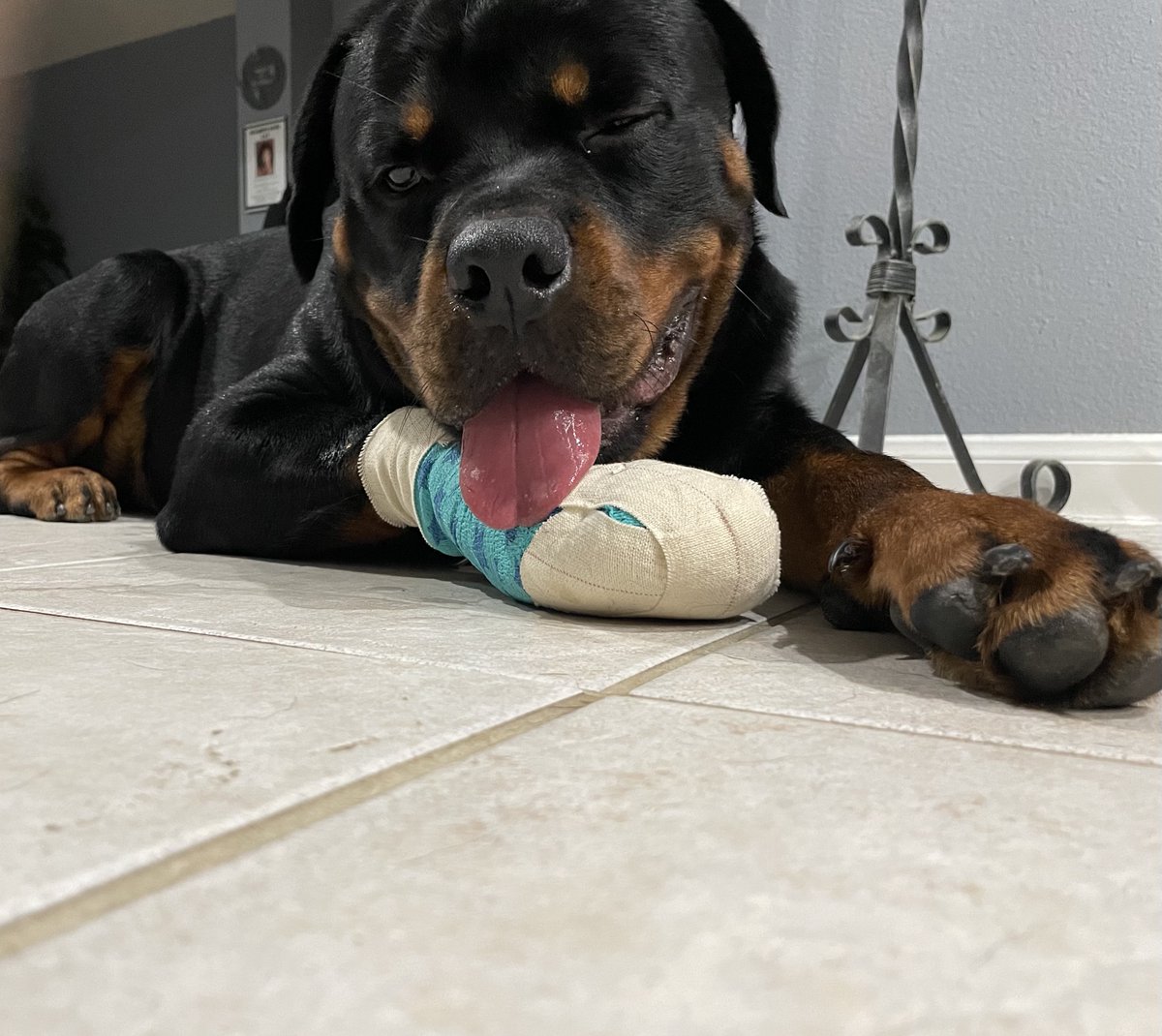 KeyesProCoach's tweet image. Jinky recovering .. he’s still feeling the effects of anesthesia but in the mend.