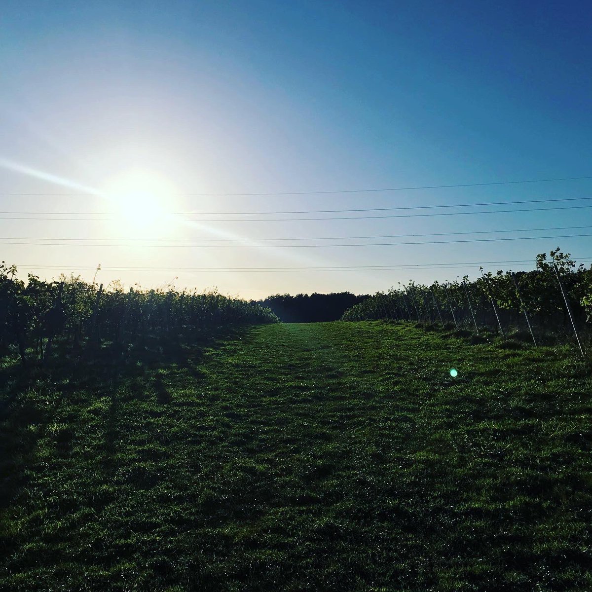 Helen Chesshire tweet media