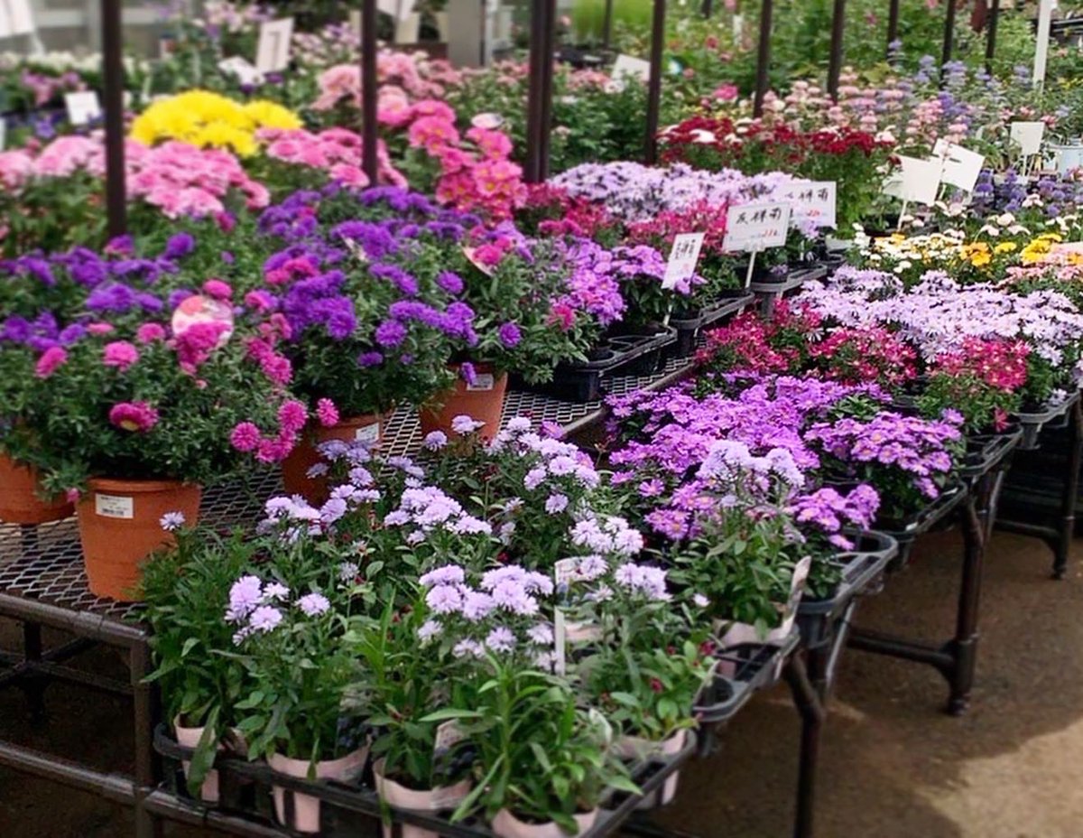 花屋のtwitterリアルタイム検索結果 Meyou ミーユー 花屋のtwitterリアルタイム検索結果 Meyou ミーユー