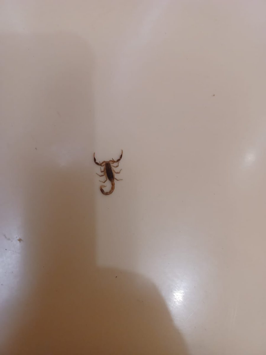 UnklNova's tweet photo. Yaz I keep finding scorpions at my place, what does it mean? https://t.co/kSFW7n7vJw