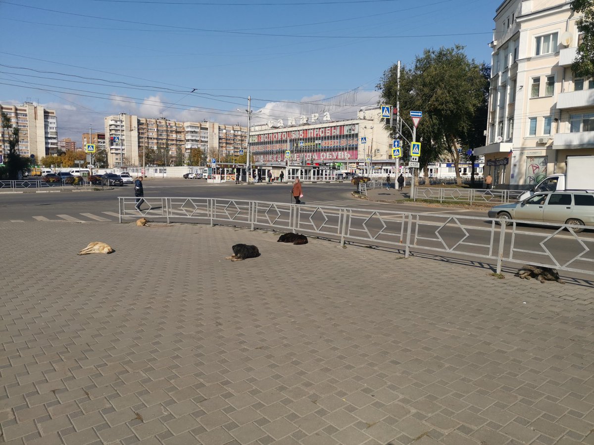 VKlochev's tweet image. Здравствуйте, @admgel , #бездомныеживотные, бросаются на людей,рядом парк Щорса. Решите проблему?