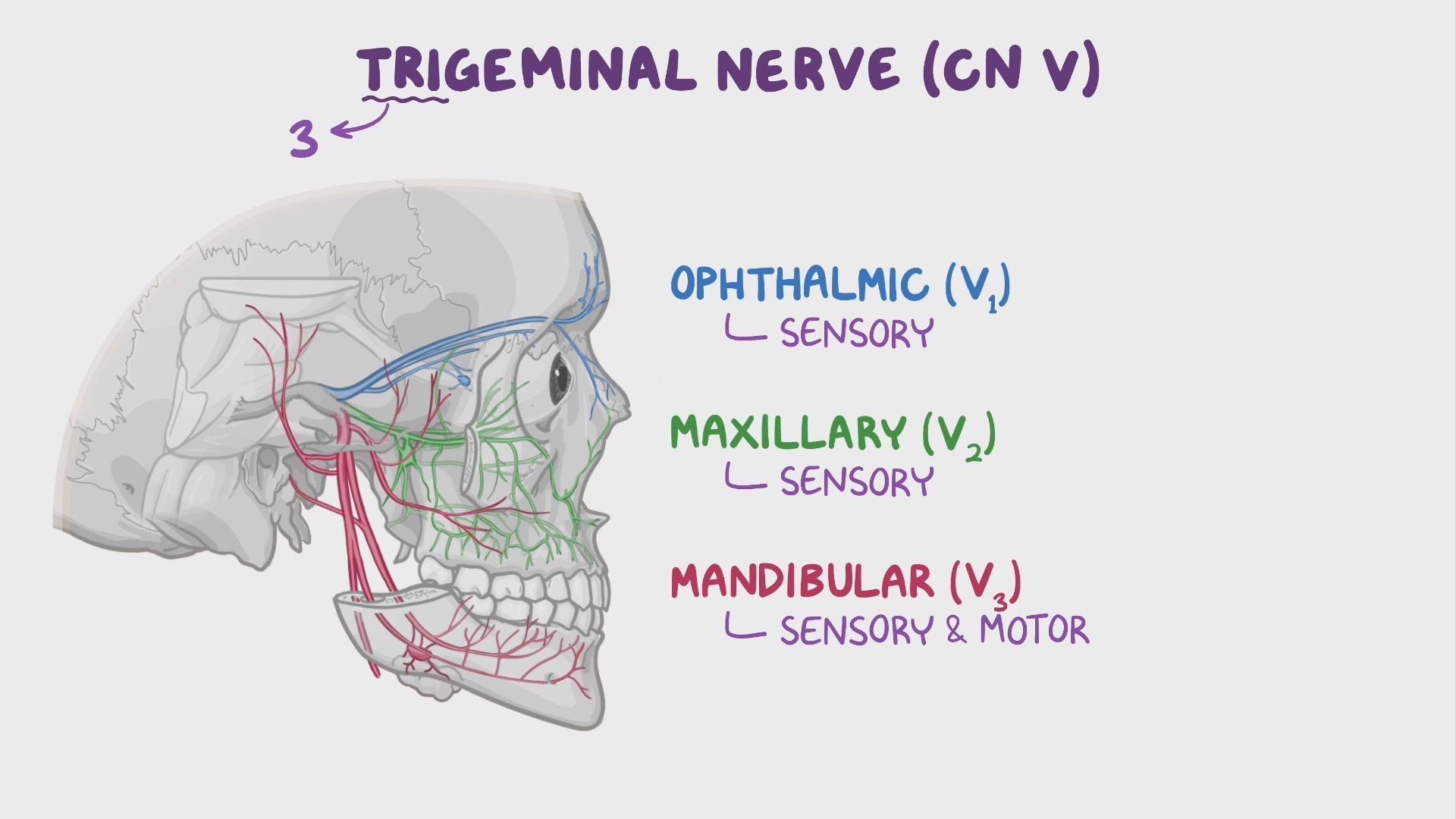 Mandibular Nerve v3: motor and sensory branches Diagram