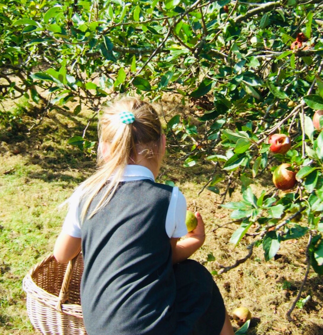WittershamCEP's tweet photo. Smuggler class gathered apples from the trees on our school field. They then took turns to use an apple press and made fresh juice to share at snack time ππ π#Wittersham #HealthyEating #nature https://t.co/7VByr2kgDh