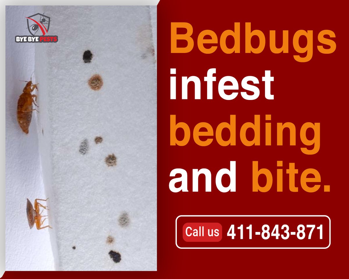 BBPestscontrol's tweet photo. Bed bugs can lay eggs inside sheets and bedding and are very hard to remove. They bite in the night and make us lose quality sleep.
Contact Us:
📞0411 843 871
✉ contact@byebyepests.com.au
🌐https://t.co/dsjdeaQjPI
#PestControl #bugs #insects https://t.co/5xHaspN3UT