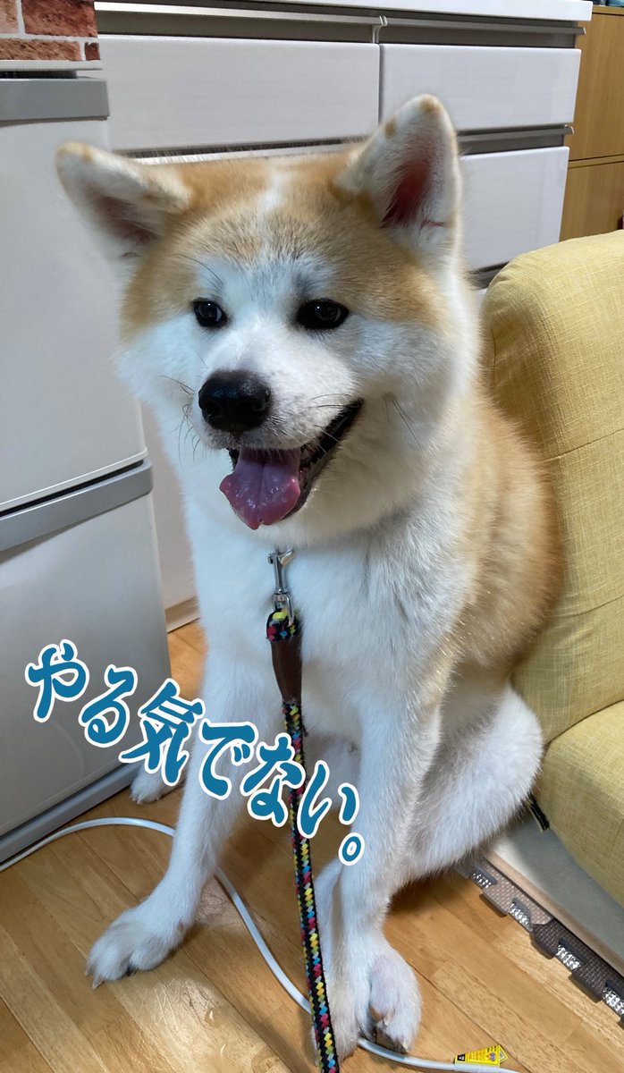 秋田犬 ごん Gongon08 Twitter
