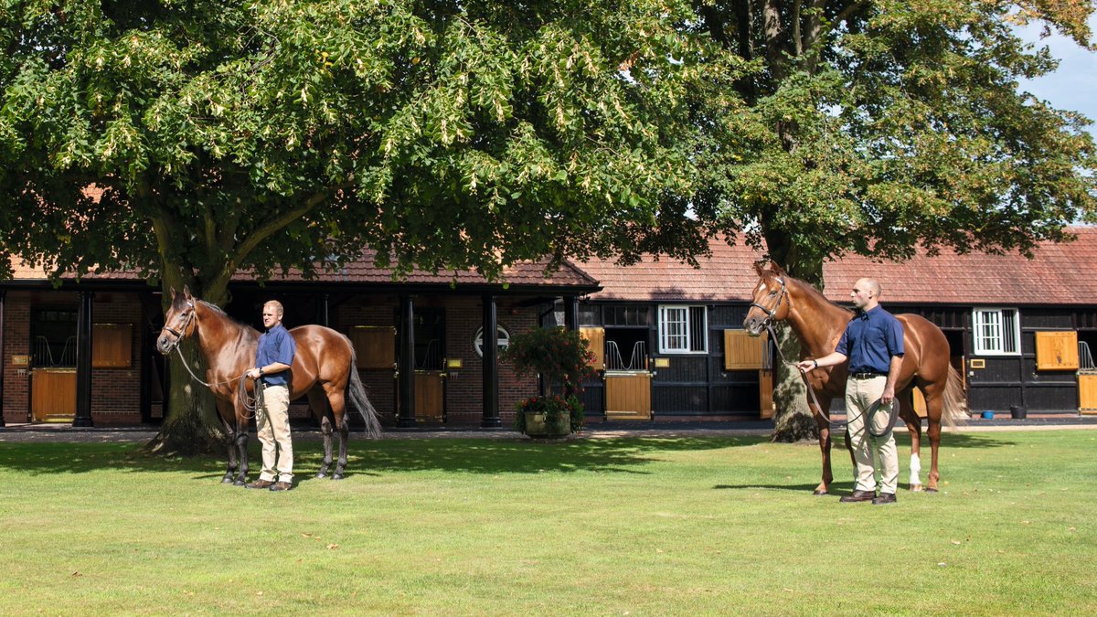 DarleyEurope's tweet photo. 👑 #Dubawi: the leading sire of 2021 Stakes winners - bar none.
🌩️ And now his son, #NightOfThunder: two 2021 G1 winners plus the highest-rated French filly since Treve - Suesa.
Their must-see elite yearlings are @Tattersalls1766 now. https://t.co/VR7tdjQslG
