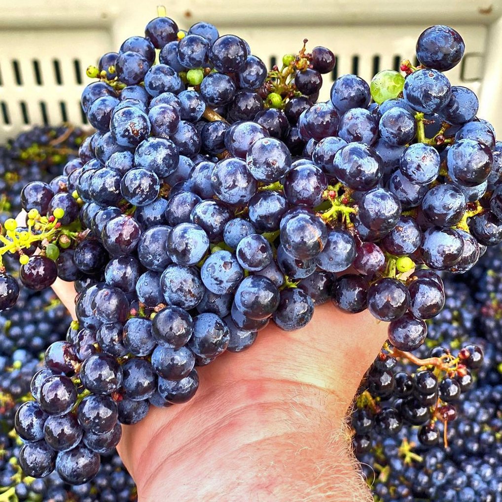 VAfoodie's tweet photo. 🍷🥂It's Virginia Wine Month, y'all! 🥂🍷We've never been more ready to celebrate Virginia.🙋‍♂️Raise your hand if you're ready for a #harvestparty!
#vafoodie #vawine
📷:@uppershirley https://t.co/mRFUCxkce9