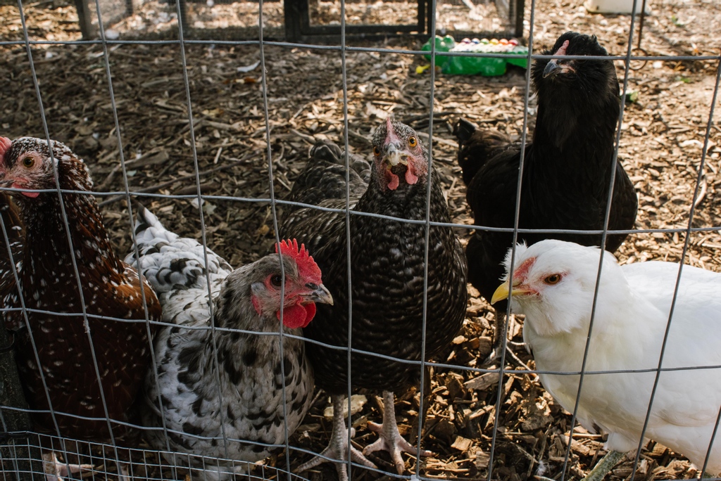 Did you know @thepatachoufoundation has their own microfarm (plus chickens!) at their HQ at Marcy Village? <a href="/katefranzman/">Kate Franzman</a> and team have worked so hard on it over the last couple years... and the payoff is 😍😍😍