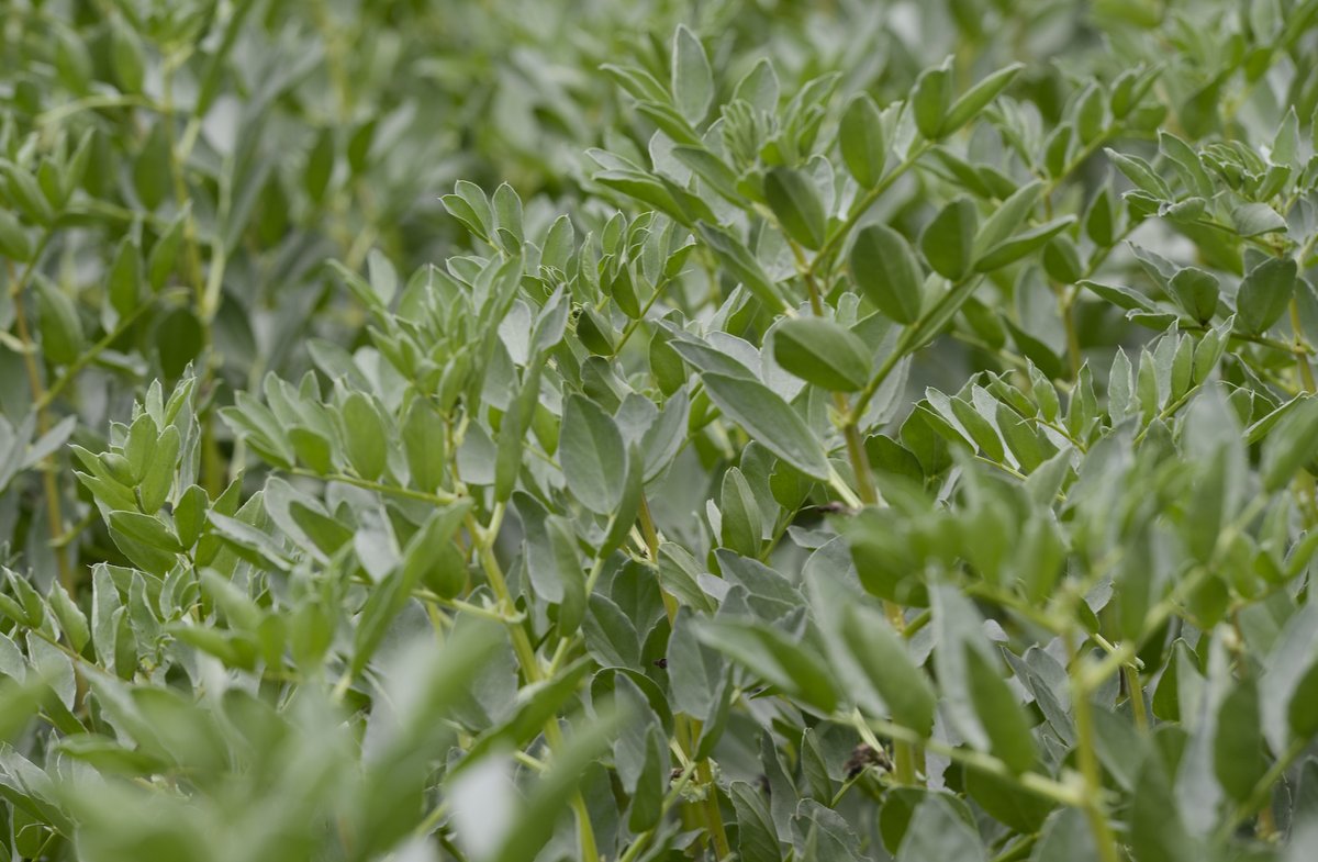 FrontierAg's tweet photo. Get the latest #pulses market news from Frontrunner, Frontier’s weekly #grain report: “#FeedBean demand is still strong as European buyers look to buy more #UKbeans [...] Demand is being driven up by the relatively high prices of eastern European #peas.” https://t.co/dwI1iQO18E https://t.co/GafhS3noiW