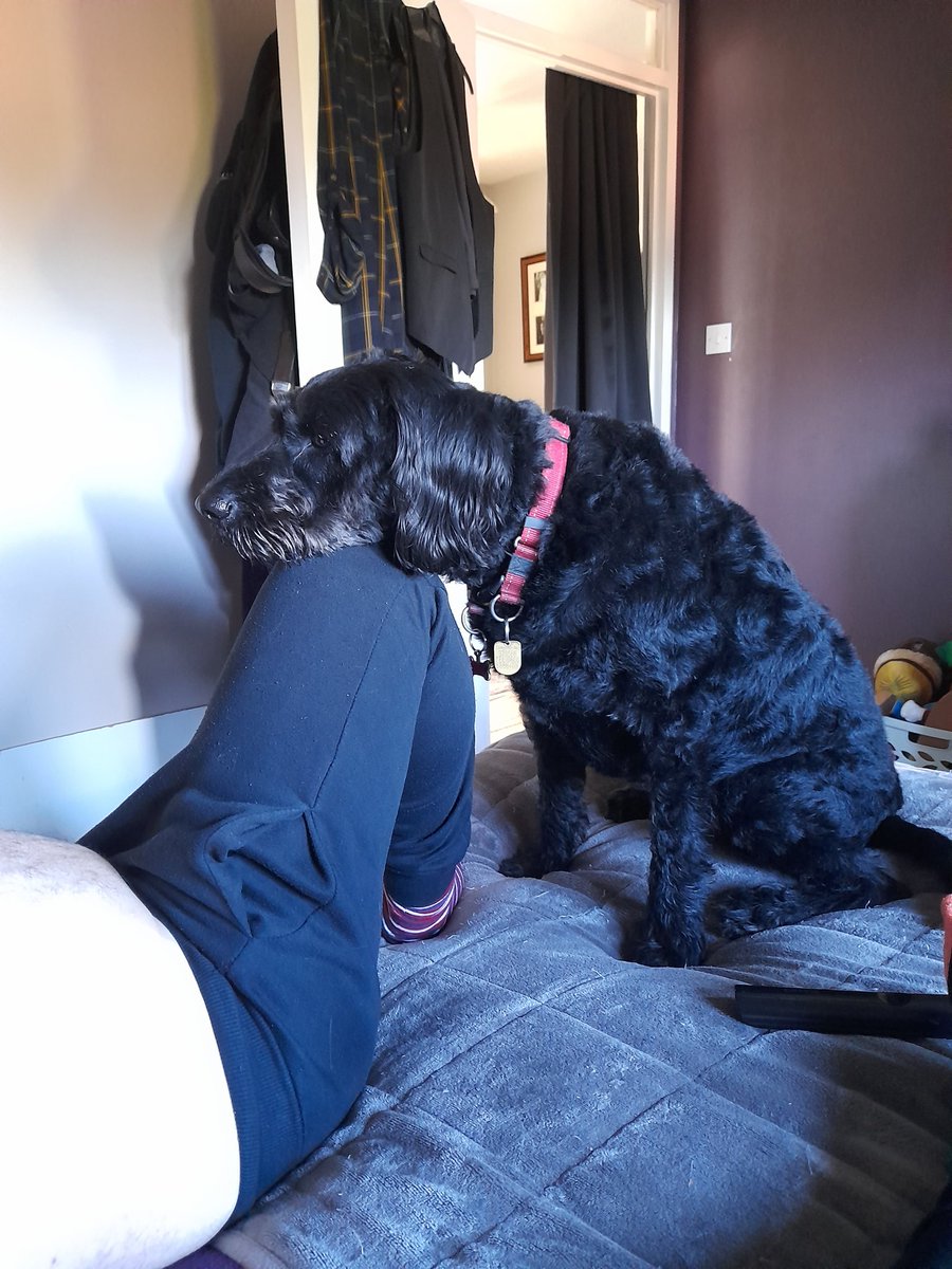 GdMillie's tweet photo. The dad hooman's blood sugars have fallen really low. I've jumped up on the bed where he's lying down to tell him. I'm such a clever girl! My reward is a diarylea triangle...yummy! ๐๐ฆฎ๐โ๐ฆบ @m4rtinjh @guidedogs @MedDetectDogs @DiabetesUK @Dairylea #DualPurposeDog #MedicAlertDog https://t.co/loKqwABxXK