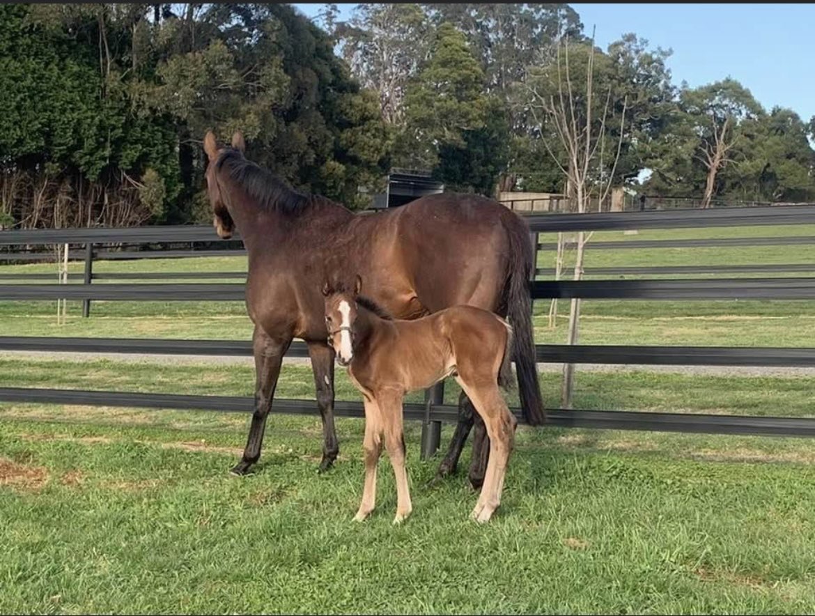 930Racing's tweet photo. It’s a GIRL!  The Chocolate Martini x Snitzel filly arrived in good order a few weeks ago at Milburn Creek in Australia 🇦🇺. We are happy to report she already has that “it’s time for a 🍫🍸” Friday feeling! 😁 Photos courtesy of Milburn Creek and Scott Holcombe Facebook pages. https://t.co/tJSPHb8TXd