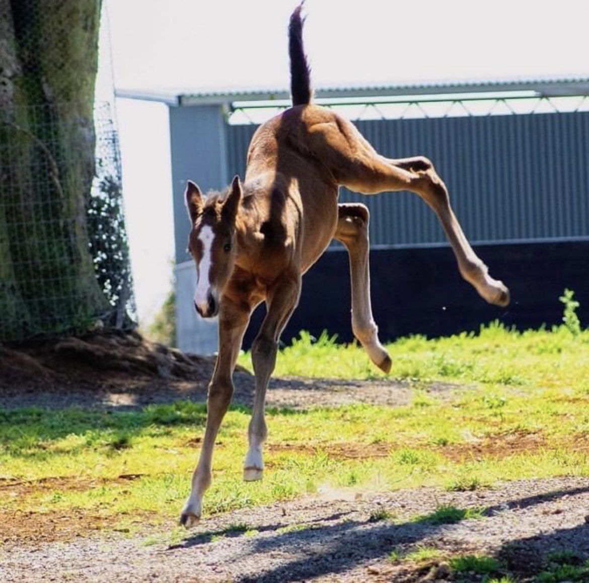 930Racing's tweet photo. It’s a GIRL!  The Chocolate Martini x Snitzel filly arrived in good order a few weeks ago at Milburn Creek in Australia 🇦🇺. We are happy to report she already has that “it’s time for a 🍫🍸” Friday feeling! 😁 Photos courtesy of Milburn Creek and Scott Holcombe Facebook pages. https://t.co/tJSPHb8TXd