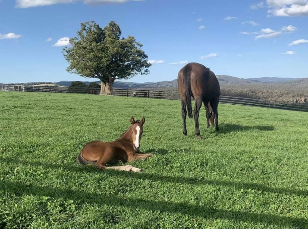 930Racing's tweet photo. It’s a GIRL!  The Chocolate Martini x Snitzel filly arrived in good order a few weeks ago at Milburn Creek in Australia 🇦🇺. We are happy to report she already has that “it’s time for a 🍫🍸” Friday feeling! 😁 Photos courtesy of Milburn Creek and Scott Holcombe Facebook pages. https://t.co/tJSPHb8TXd