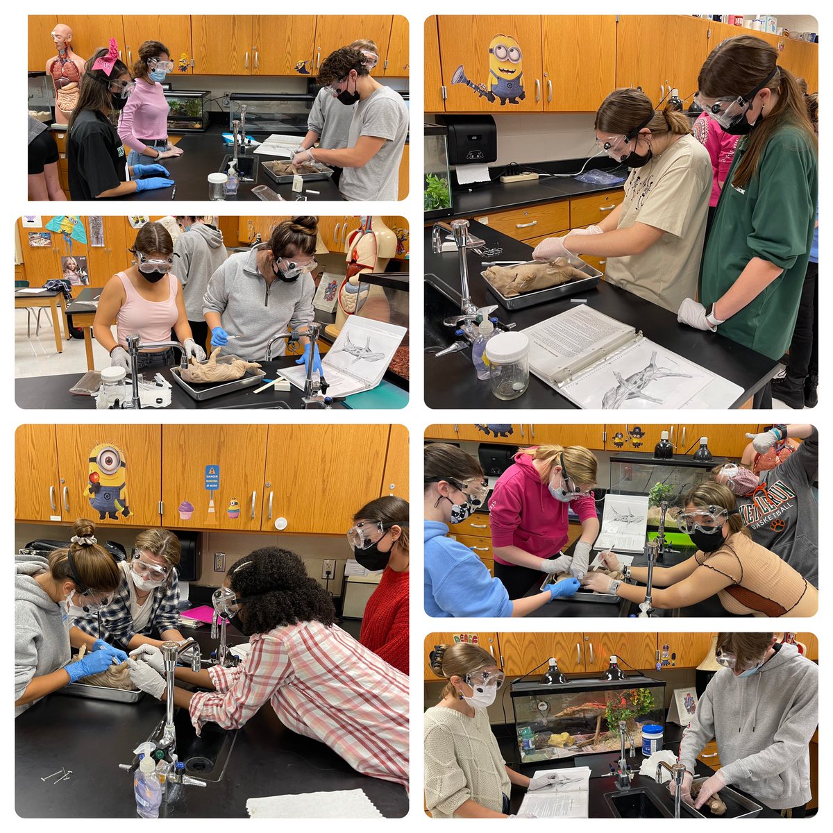 #lovemystudents #anatomyismyfavorite #ssshhhdonttell #pigdissectionstart #nowthefunbegins <a href="/KettleRunNews/">Kettle Run HS</a>